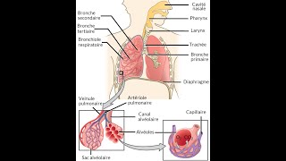 Histologie Appareil respiratoire [upl. by Rett276]