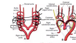 Development of aortic arches [upl. by Neelear523]