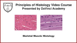 Skeletal Muscle Histology Muscle Histology Part 1 of 4 [upl. by Romine]