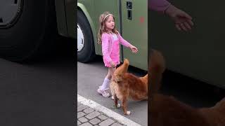 Incredible Dog Rescues Kittens from Bus  Inspiring Story shorts [upl. by Theran]