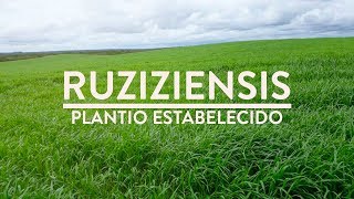 Brachiaria Ruziziensis 60 dias após plantio [upl. by Parsifal]