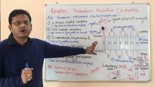 Receptor Pharmacology Part 03  G Protein Coupled Receptor  Pharmacology of GProtein Receptors [upl. by Wirth]