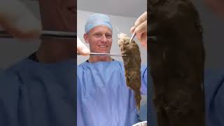 Vet Pulls Out NEVERENDING HAIRBALL from Cats Stomach  Bondi Vet shorts [upl. by Smaoht481]