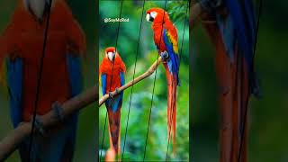 ¡Edit de Guacamaya🇭🇳 honduras guacamaya [upl. by Avon612]