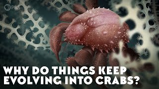 Why Do Things Keep Evolving Into Crabs [upl. by Almat]