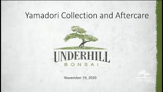 Yamadori Collection and Aftercare [upl. by Yadsendew]