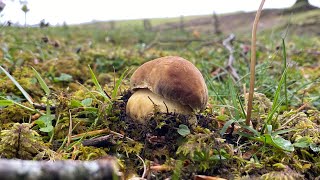 Comenzamos temporada de Boletus Pinophilus en Navarra a 7 de mayo de 2024 [upl. by Xet]