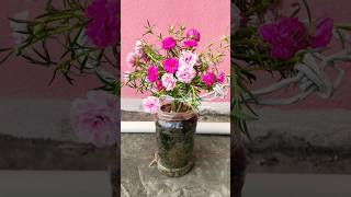 Portulaca plant decoration ideasportulaca plant care portulaca portulacaflower gardening short [upl. by Eilahs480]