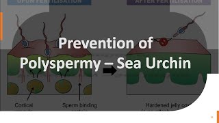 Sea Urchin Fertilization Part 3 Prevention of Polyspermy – in Sea Urchin [upl. by Rotceh199]