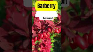 Barberry Medicinal Herb Plant herbalmedicine medicinalplants holistichealth [upl. by Anivel]