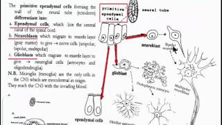 Nervous System 3 Histogenesis of the Spinl Cord [upl. by Hobart]