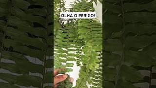 short Pragas na samambaia plantas cuidados [upl. by Eirovi]