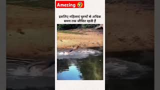 Real hero 💯youtube sortvideo sort trending viral animals animal reels [upl. by Dunn]