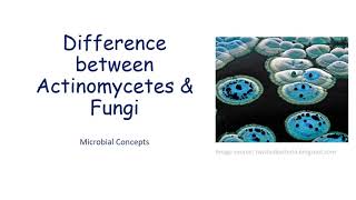 Difference between Actinomycetes amp Fungi fungi actinomycetes  Microbiology  Viva que [upl. by Sekoorb]