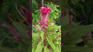 flower buds of celosiacelosiacockscombvelvetflower [upl. by Nohs]