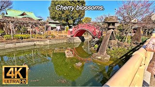 4K  Cherry blossoms Japan 2024 beautiful walk around [upl. by Annaek]