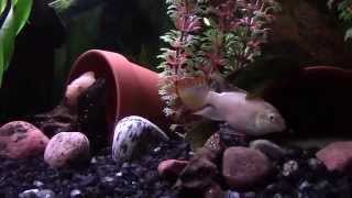 Pelvicachromis Pulcher quotALBINOquot HD [upl. by Ardnoel]