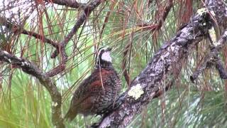 NORTHERN BOBWHITE singing [upl. by Nyleek]