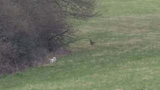 Jack Parson Russell Terrier Hunt  meets a Fox 2 VS Fuchs JagdJack Baujagd Hunting the Wildco [upl. by Oap]