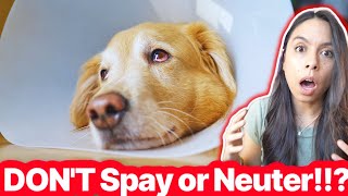 Vets SpayNeuter Warning ⚠️ Watch Before Acting [upl. by Nnael383]