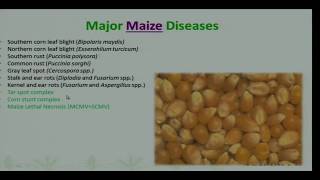 Workshop on Maize Seed Health and Seed Testing for Pests and Pathogens [upl. by Gavrila]