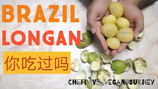 BRAZIL LONGAN POMETIA PINNATA [upl. by Erdnassak]