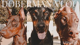 DOBERMAN VLOG l Funny dog video l Episode 3 [upl. by Sapphira]