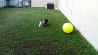 Corgi herds ball [upl. by Hoon]