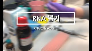 RNA 추출 RNA Extraction by trizol from cell [upl. by Niela986]