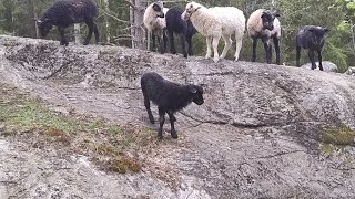 Lamb and sheep grazing in the forest eat at the feeding place  Slow tv background dogtv [upl. by Adiuqal]