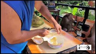 How to Open King Fruit Durian [upl. by Noivart]