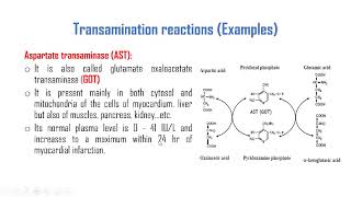 Transamination Deamination Transdeamination Urea cycle Hyperammonemia Ammonia intoxication [upl. by Matthaeus]