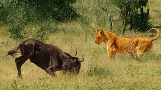 Wildebeest Passes Out in Front of Lion Mid Hunt [upl. by Trudey744]