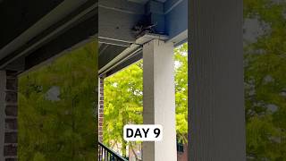 Day 9 Pigeon’s Journey to Parenthood 🐦 Watch the Nesting and EggLaying Process Unfold [upl. by January]