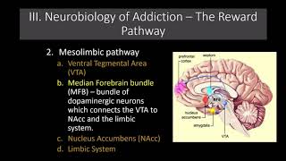 Lecture 11 The Neurobiology of Addiction The Reward Pathway [upl. by Normi860]