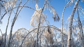 Birches by Robert Frost [upl. by Nidla]