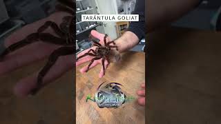 TARÁNTULA GOLIAT Es una araña gigante no la quieres encontrar en tu patio tarantula goliat [upl. by Casar]