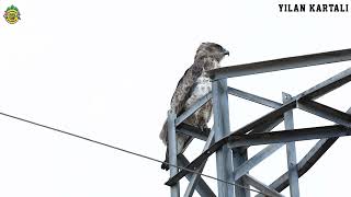 Yılan kartalı » Shorttoed Snake Eagle [upl. by Enrica]