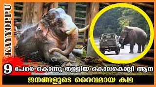 9 പേരെ കൊന്നുതള്ളിയ പീലാണ്ടി ചന്ദ്രു  story of peelandi chandru elephant in kerala  kayyoppu [upl. by Nnorahs]