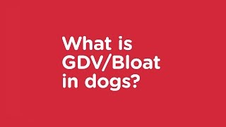 What is GDV or Bloat in Dogs  Vets Now Pet Safety Advice [upl. by Aloysius479]