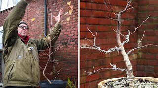 Silver birch bonsai  late autumn [upl. by Karylin]