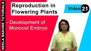 Reproduction in Flowering Plants  NEET  Development of Monocot Embryo  Neela Bakore Tutorials [upl. by Romito]