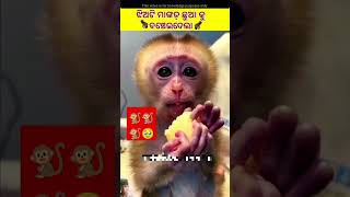 🐒 ଏମିତି ବି ସାହାଯ୍ୟ କରନ୍ତି 😯  fact in odia fact animals amazingfacts viralshort monkey shots [upl. by Hawken951]