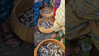 বিলের তাজা দেশি মাছের দরদাম চলছে  Fishing Adventure Bd  Village Fishing [upl. by Lole]