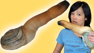 How to Clean amp Eat a Geoduck [upl. by Teena77]