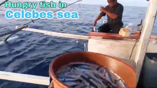 Hungry fish in Celebes Sea  Traditional handline Fishing [upl. by Alet]