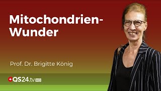 Die Geheimnisse der Mitochondrien Die wegweisende Forschung von Professor Dr Brigitte König  QS24 [upl. by Magnus580]