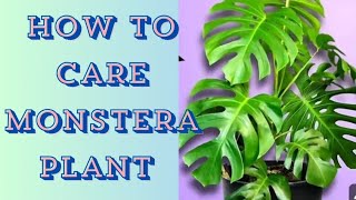 Monstera Plant Care and Tips [upl. by Bartram707]