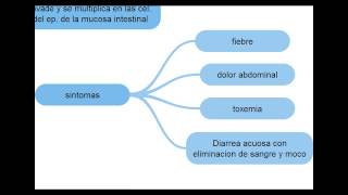 Escherichia Coli  Microbiologia [upl. by Eillat]