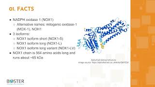 Learn NOX1 in 3 minutes  NADPH oxidase 1 [upl. by Jon]